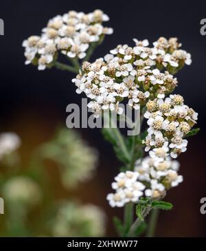 Neuenhagen BEI Berlin, Allemagne. 16 juillet 2024. Une flèche commune (Achillea millefolium) pousse dans un pot de fleurs dans la pépinière 'Wildblüten'. La yarrow a été nommée aujourd'hui « plante sauvage de l'État de Brandebourg » par le ministère de l'environnement du Brandebourg et la Société horticole allemande (DGG). Crédit : Soeren Stache/dpa/Alamy Live News Banque D'Images