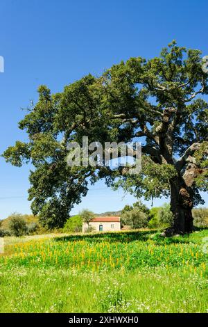 Maison sous un chêne-liège, Quercus suber (chêne-liège méditerranéen), village de Joao pires, Beira Alta, Portugal Banque D'Images