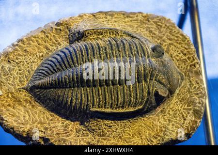 Trilobite, dinosauria, musée des dinosaures, salle d'évolution, Esperaza. Aude, Languedoc-Roussillon, France Banque D'Images