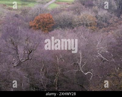 Campagne et forêt du Shropshire du Sud vues de Caer Caradoc près de Church Stretton, Shropshire, Royaume-Uni Banque D'Images