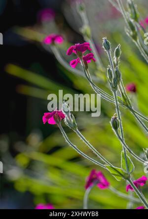tête de graine rétro-éclairée et fleurs rose foncé de rose campion Banque D'Images