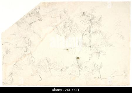 Études végétales Dreyer, Dankvart 1816 - 1852 dessin Plantestudier Banque D'Images