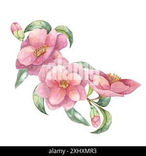 Trois fleurs de Camelia japonica avec des feuilles vertes et des bourgeons à l'aquarelle. Clipart dessiné à la main de fleurs roses fleuries, composition pour cartes de voeux, sacs fourre-tout, invitations de mariage, décalcomanies murales Banque D'Images
