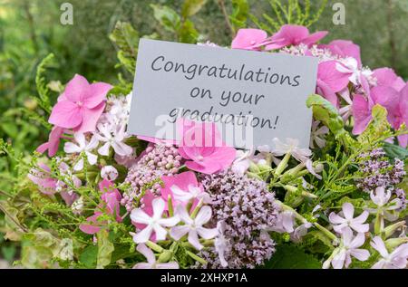 Carte de voeux avec hortensias roses, soapwort, origan et texte : félicitations pour votre remise de diplôme Banque D'Images