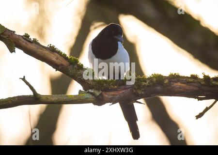 Gros plan d'un oiseau magpie eurasien, Pica Pica, perché dans une forêt Banque D'Images