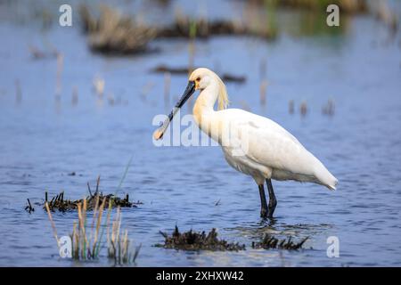 Gros plan d'une cupule commune, Platalea leucorodia, fourrager dans l'eau Banque D'Images