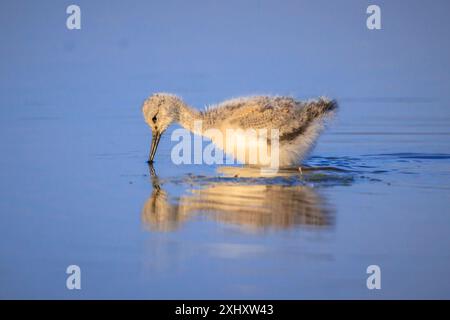 Avocette élégante Recurvirostra avosetta oiseaux échassiers nourriture poussin dans l'eau Banque D'Images