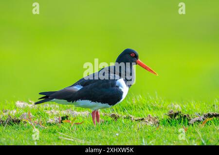 Oiseau échassier eurasien à huîtres, Haematopus ostralegus, perché dans une prairie colorée et fleurie, cherchant, chantant et appelant pendant la saison printanière Banque D'Images