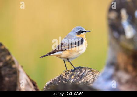 Gros plan d'un oiseau mâle wheatear du Nord, Oenanthe oenanthe, perché Banque D'Images