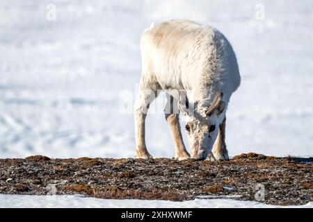 Jeunes rennes, Rangifer tarandus, qui paissent dans la toundra du Svalbard, un archipel norvégien entre la Norvège continentale et le pôle Nord Banque D'Images