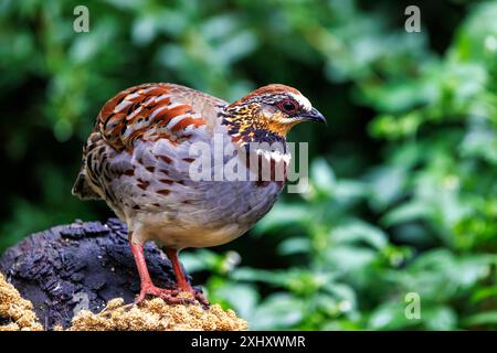 Perdrix à col ou à col blanc, Arborophila gingica, perchée sur une souche d'arbre. Endémique à l'Asie, l'Himalaya au Nord Vietnam et proche menace Banque D'Images