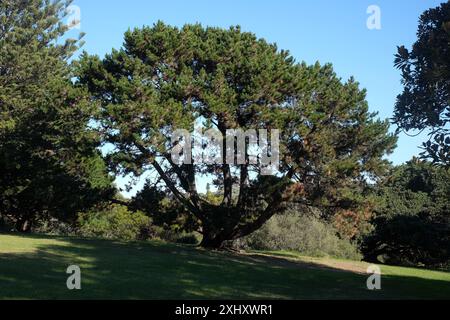 Une vieille grappe de pins avec de grandes rameaux basses se ramifiant en forme de dôme, arbres dans Queens Park, Sydney, Australie Banque D'Images