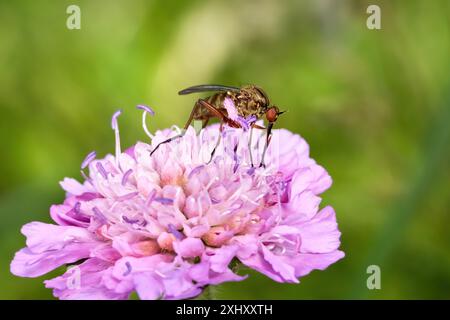 Empis livida - femelle sucant nectar sur un Scabious lilas rose Banque D'Images