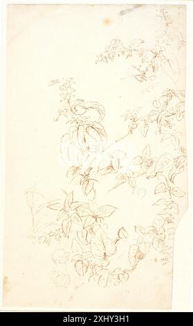 Études végétales Dreyer, Dankvart 1816 - 1852 dessin Plantestudier Banque D'Images