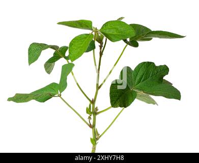 Buisson de soja vert isolé sur fond blanc. Plante de soja Banque D'Images