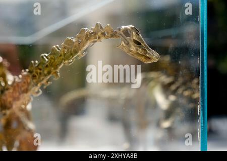 Musées d'histoire naturelle, Londres, Royaume-Uni. 16 juillet 2024. Musées d'histoire naturelle jardins aperçu + Dinosaur révélation du nouveau nom 'Fern'. Credit : Matthew Chattle/Alamy Live News Banque D'Images