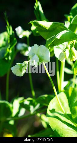 Gros plan vue rapprochée de la fleur blanche de la plante de pois en fleurs poussant en juillet jardin potager Carmarthenshire pays de Galles UK KATHY DEWITT Banque D'Images