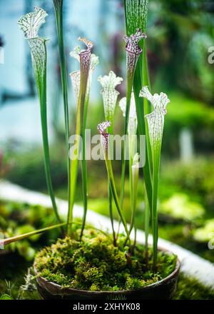 Sarracenia Stevensii est un genre de plantes carnivores indigènes Banque D'Images