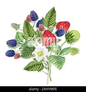 Ramifiez avec des baies et des feuilles de mûre et de fraise. Illustration botanique aquarelle de mûre, mûres dessinées à la main et fraises Banque D'Images