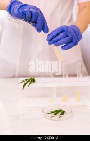 Gros plan d'une main dans un gant bleu tenant un tube à essai de laboratoire. Un récipient médical en verre rond avec une feuille de cannabis sur une table blanche. Laboratoire Banque D'Images