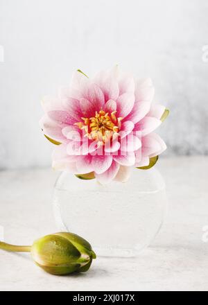 Beau bouquet de nénuphar rose ou fleur de lotus avec des gouttes d'eau. (Nymphaea) romantique décoration florale minimale. Copier l'espace Banque D'Images