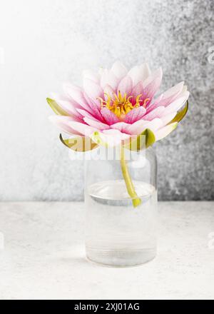 Incroyable rose, nénuphar blanc ou fleur de lotus avec des gouttes d'eau dans un vase en verre. Décoration florale minimaliste romantique. Copier l'espace Banque D'Images