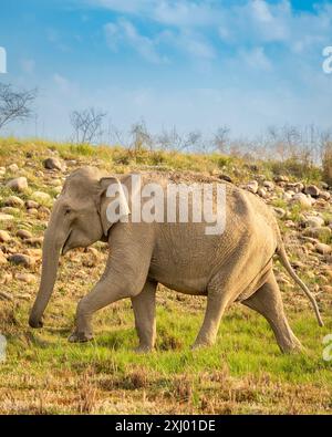 Sauvage agressif éléphants asiatiques femelles Elephas maximus indicus marchant dans la saison estivale safari dans la migration et le fond pittoresque naturel jim corbett Banque D'Images