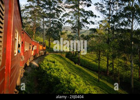 Le train sri-lankais voyage à travers des plantations de thé vert luxuriant avec des arbres lors d'un voyage pittoresque dans la campagne au coucher du soleil. Banque D'Images