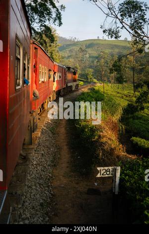 Le train sri-lankais voyage à travers des plantations de thé vert luxuriant avec des arbres lors d'un voyage pittoresque dans la campagne au coucher du soleil. Banque D'Images