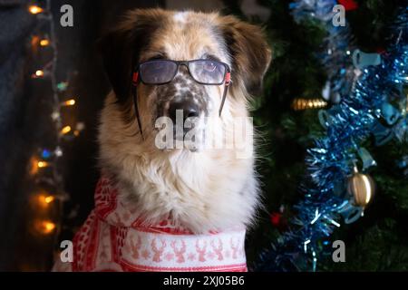 Grand chien à fourrure portant un costume rouge et blanc et des lunettes assis près du sapin de Noël à la maison Banque D'Images