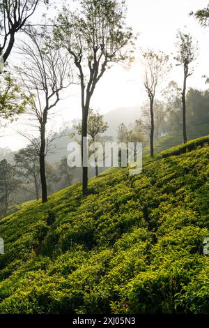 Vue sereine tôt le matin des plantations de thé vert luxuriant avec de grands arbres sous un ciel brumeux dans une région montagneuse. Haputale, Sri Lanka. Banque D'Images