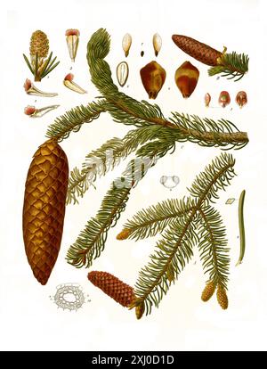 Heilpflanze, Picea excelsa, Gemeine Fichte, Picea abies, auch Gewöhnliche Fichte, Rotfichte oder Rottanne, Historisch, digital restaurierte Reproduktion von einer Vorlage aus dem 19. Jahrhundert, Banque D'Images