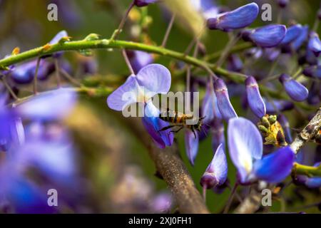 Photo macro capturant une abeille à l'intérieur des fleurs vibrantes de Wisteria sinensis, montrant de près le processus de pollinisation de la nature. Banque D'Images