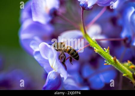 Photo macro capturant une abeille à l'intérieur des fleurs vibrantes de Wisteria sinensis, montrant de près le processus de pollinisation de la nature. Banque D'Images
