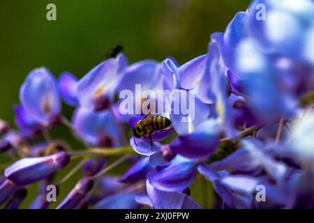 Photo macro capturant une abeille à l'intérieur des fleurs vibrantes de Wisteria sinensis, montrant de près le processus de pollinisation de la nature. Banque D'Images
