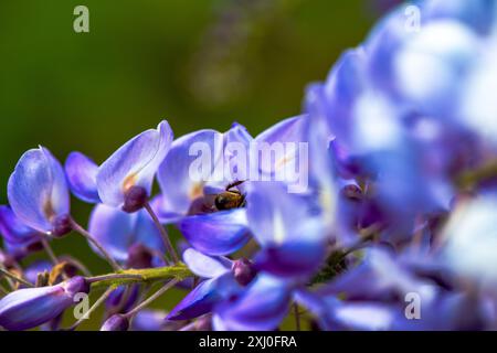 Photo macro capturant une abeille à l'intérieur des fleurs vibrantes de Wisteria sinensis, montrant de près le processus de pollinisation de la nature. Banque D'Images