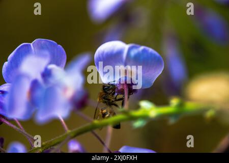 Photo macro capturant une abeille à l'intérieur des fleurs vibrantes de Wisteria sinensis, montrant de près le processus de pollinisation de la nature. Banque D'Images