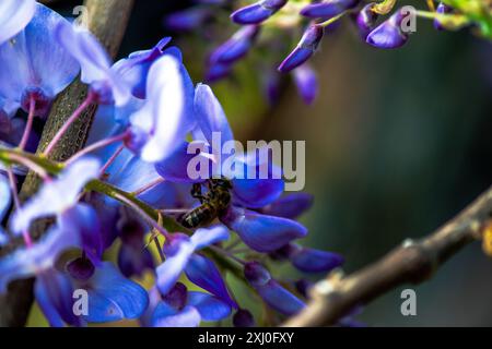 Photo macro capturant une abeille à l'intérieur des fleurs vibrantes de Wisteria sinensis, montrant de près le processus de pollinisation de la nature. Banque D'Images
