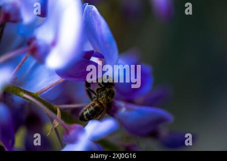Photo macro capturant une abeille à l'intérieur des fleurs vibrantes de Wisteria sinensis, montrant de près le processus de pollinisation de la nature. Banque D'Images