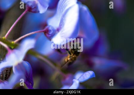 Photo macro capturant une abeille à l'intérieur des fleurs vibrantes de Wisteria sinensis, montrant de près le processus de pollinisation de la nature. Banque D'Images