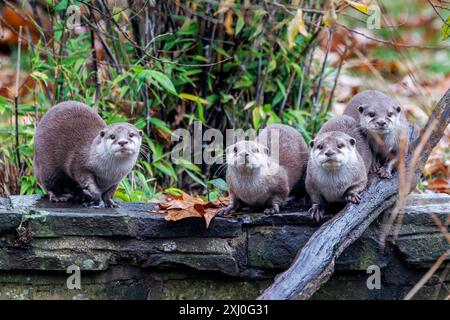 Un groupe de loutres asiatiques à petites griffes, aonyx cinerea, sur un mur. Ces mammifères semi-aquatiques sont considérés comme vulnérables dans la nature. Banque D'Images