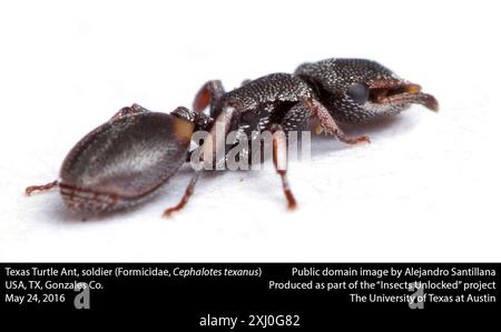 Texas Turtle Ant (Cephalotes texanus) Insecta Banque D'Images