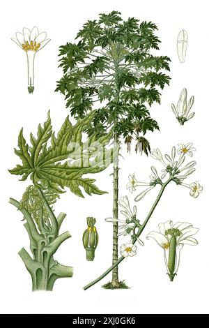 Heilpflanze, Papaya (Carica papaye), auch Melonenbaum oder Papayabaum, Historisch, digital restaurierte Reproduktion von einer Vorlage aus dem 18. Jahrhundert Banque D'Images
