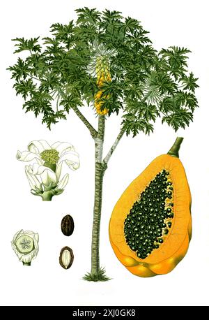Heilpflanze, Papaya (Carica papaye), auch Melonenbaum oder Papayabaum, Historisch, digital restaurierte Reproduktion von einer Vorlage aus dem 18. Jahrhundert Banque D'Images