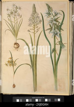 Ornithogalum umbellatum (lait alimentaire pour oiseaux) ; Ornithogalum pyramidal (lait pyramidal pour oiseaux) ; Gagea luteea (étoile d'or) ; Ornithogalum nutans (lait pour oiseaux hochant la tête) Holtzbecker, Hans Simon 1610 - 1671, Merian, Maria Sibylla 1647 - 1717 Gouache, Drawing Bemærkninger over en Samling af Blomstertegninger i den konge kobberstiksamling, J.F. Schow, 6566, 1849. Der Gottorfer Barockgarten, Herwig Guratzsch, omt. p. 72, conf. P. 73, 2007 Ornithogalum umbellatum (kost-fuglemælk), Ornithogalum pyramidale (pyramide-fuglemælk), Gagea lutea (almindelig guldstjerne), Ornithogalum nutans (nikkende fuglemælk) Banque D'Images