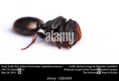 Texas Turtle Ant (Cephalotes texanus) Insecta Banque D'Images