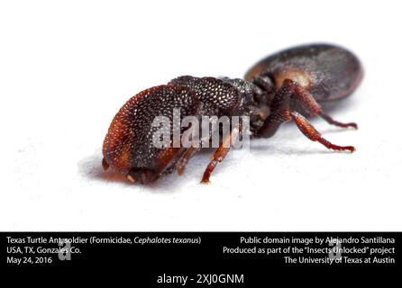 Texas Turtle Ant (Cephalotes texanus) Insecta Banque D'Images