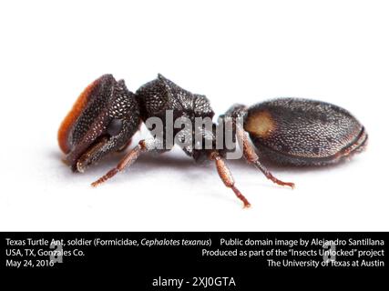 Texas Turtle Ant (Cephalotes texanus) Insecta Banque D'Images