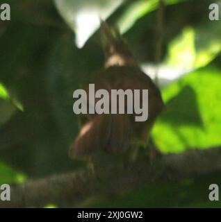 Bulbul (Alophoixus pallidus) Aves Banque D'Images