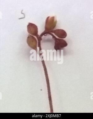 Alice Sundew (Drosera aliciae) Plantae Banque D'Images